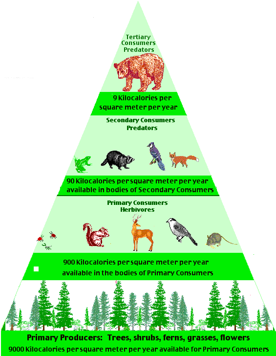 Energy Pyramid - temperate deciduous forest